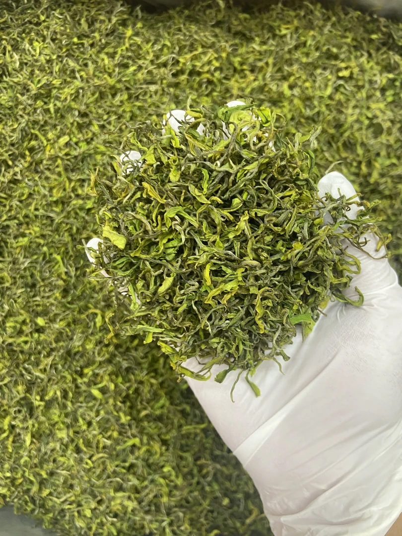 头春手工白茶A01款 2025白化绿茶惠明茶鲜叶清香淡雅兰香果韵