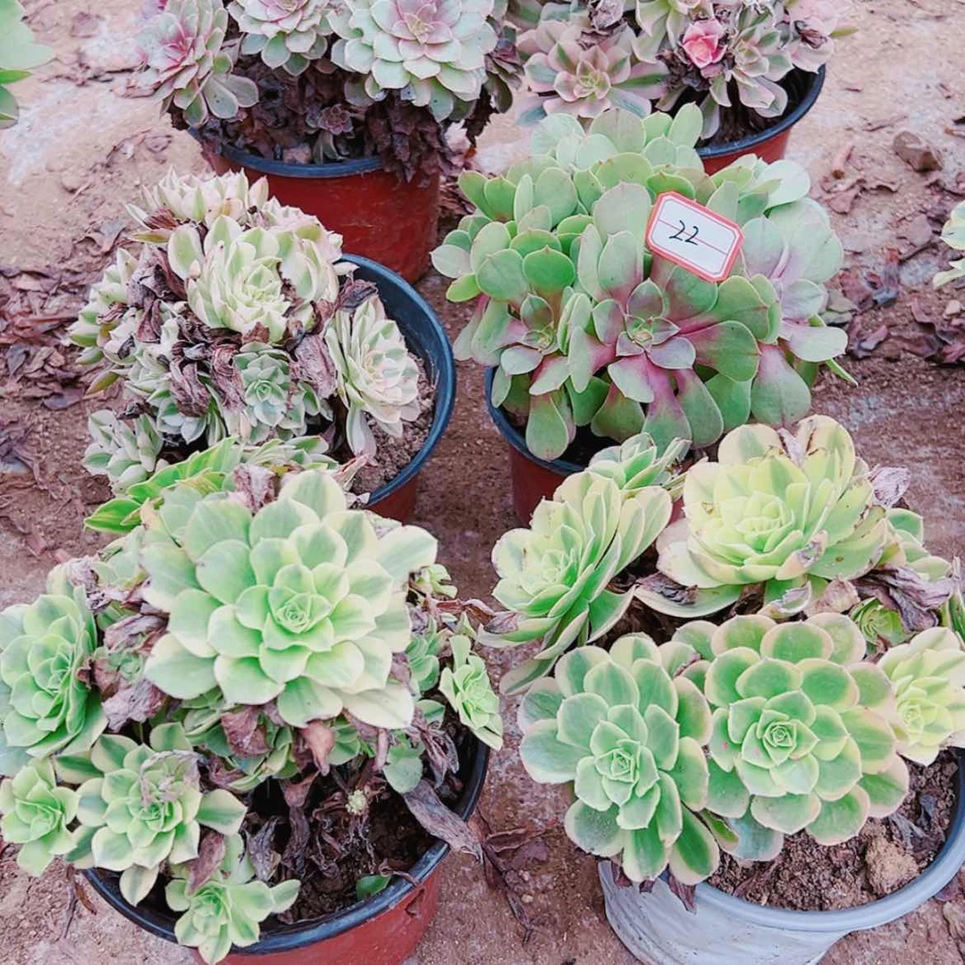 【闪购商品】无花朵云***啊22号套餐6颗多肉植物无售后