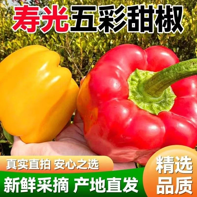 山东寿光新鲜五彩椒红黄椒太空椒柿子椒圆椒现摘现发脆甜蔬菜水果