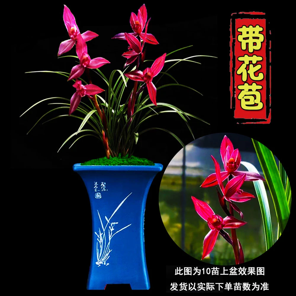 兰花带花苞浓香型春名贵高档兰花苗兰室内客厅办公室绿植盆栽好养