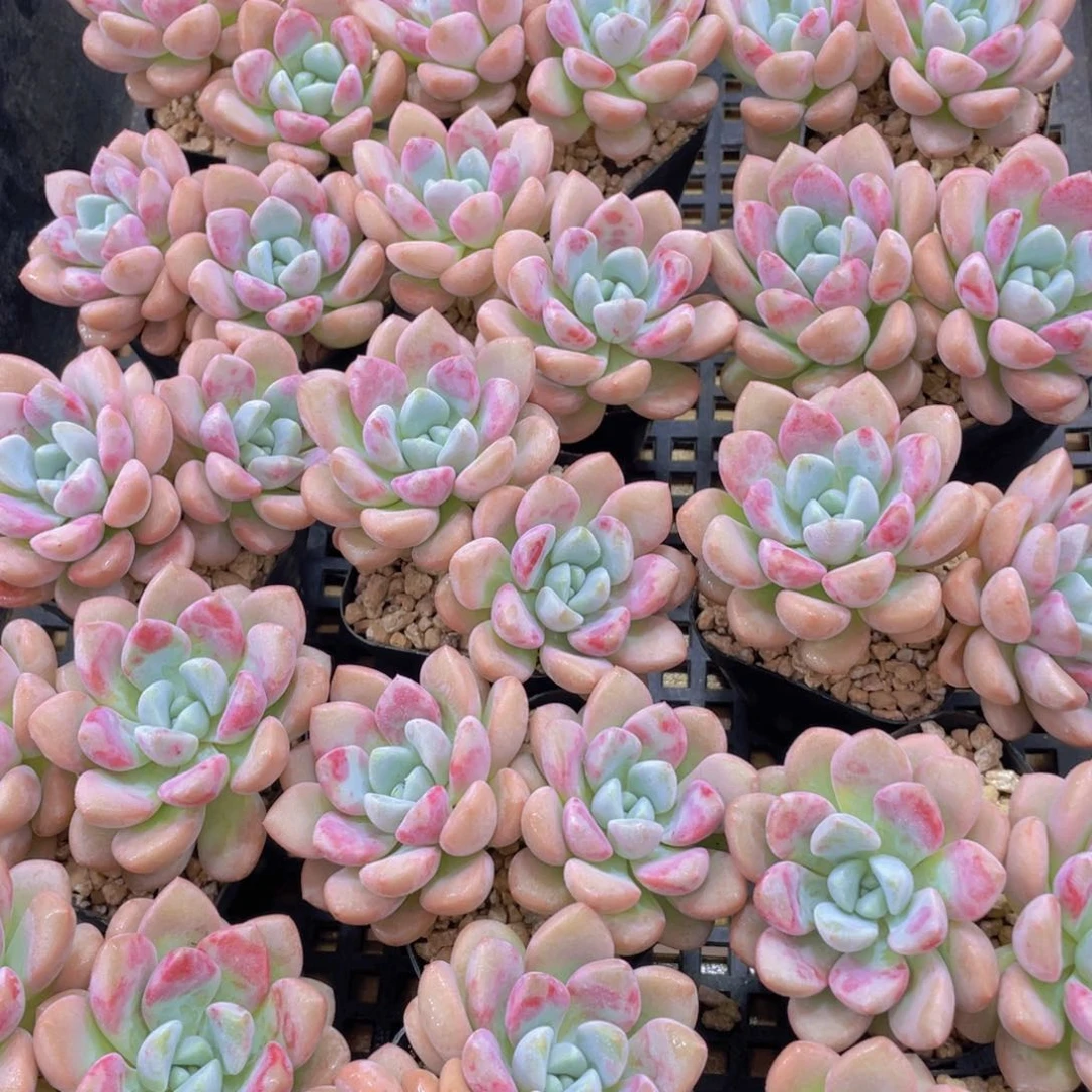 量拍6号 老桩花斑鹭白鹭飘枝一个