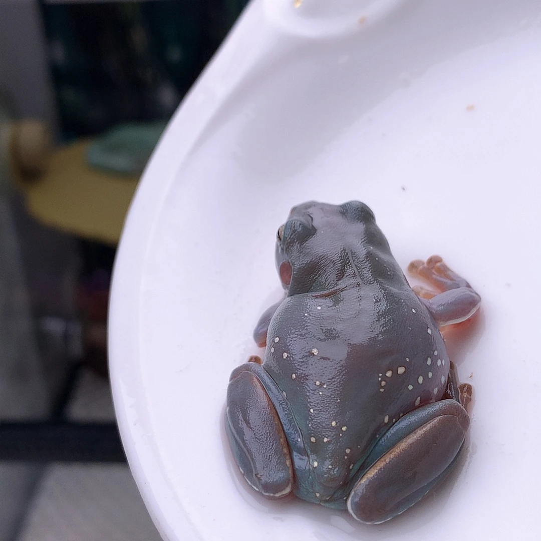 老爷树蛙5号精品蓝紫，超美推荐