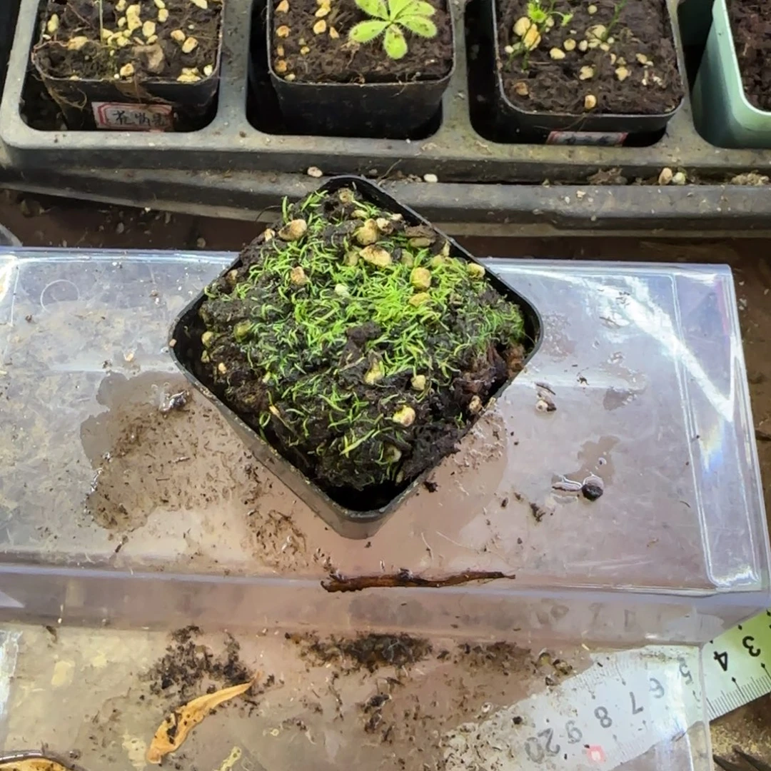 完全开放斜果狸藻