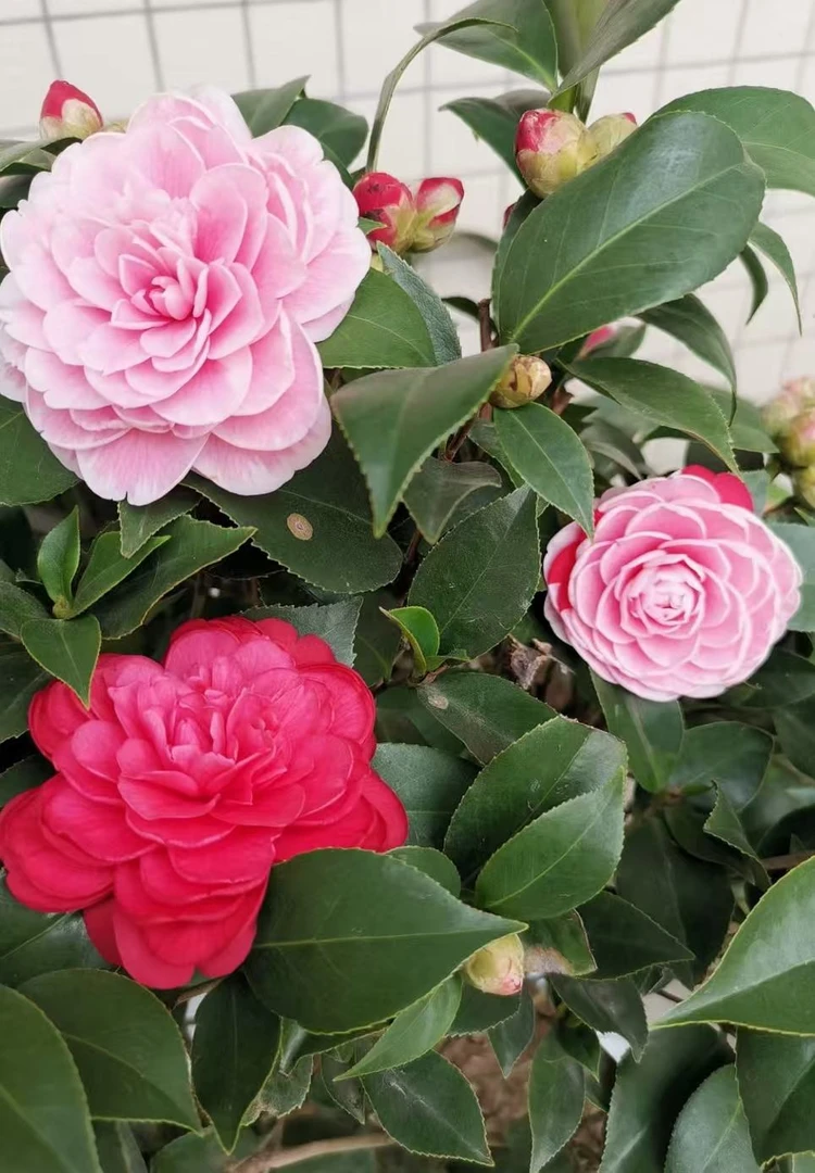 【加大加高70cm-90cm】五色多色茶花开花花卉绿植