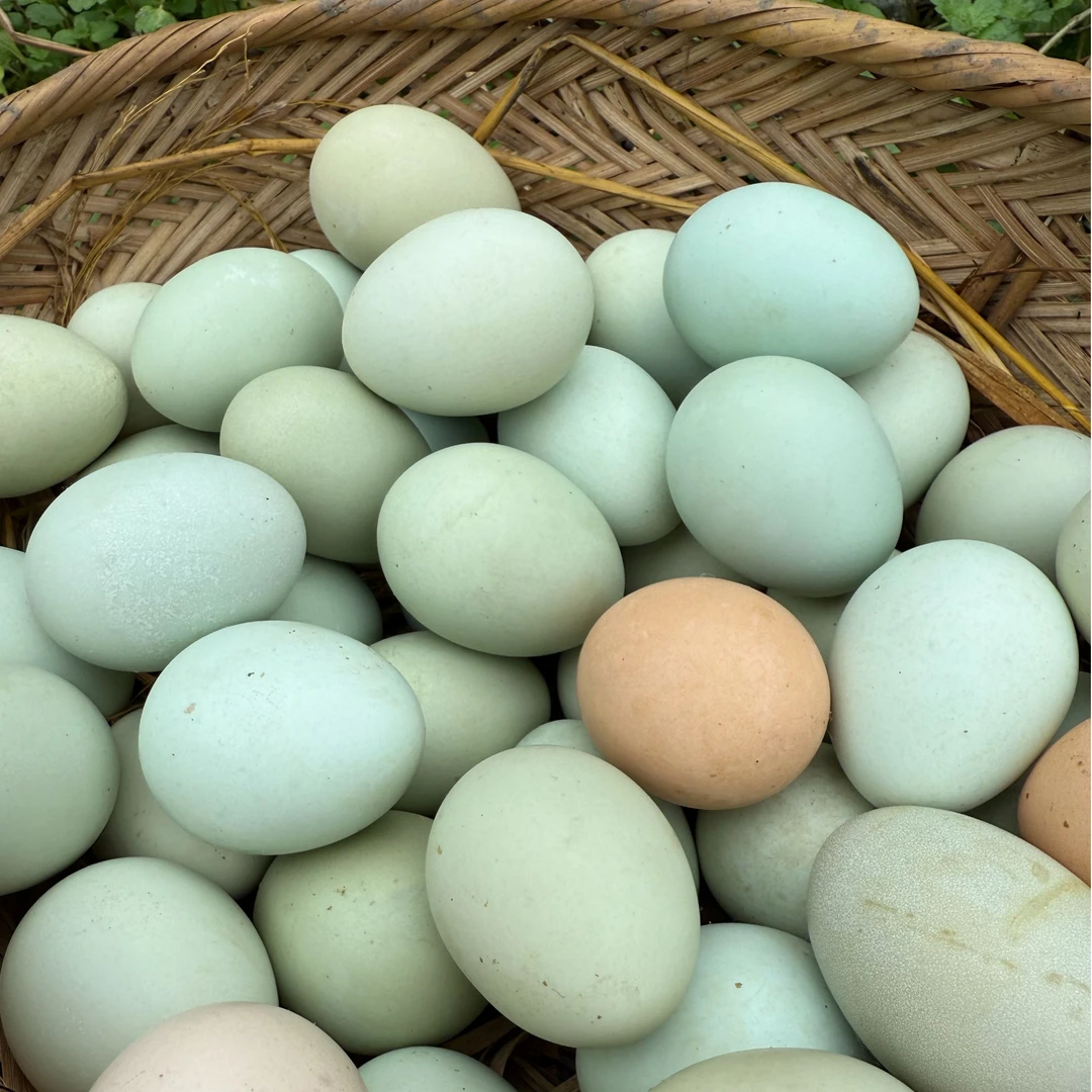 贵州梵净山下林下散养现捡现发营养新鲜鸡蛋30枚