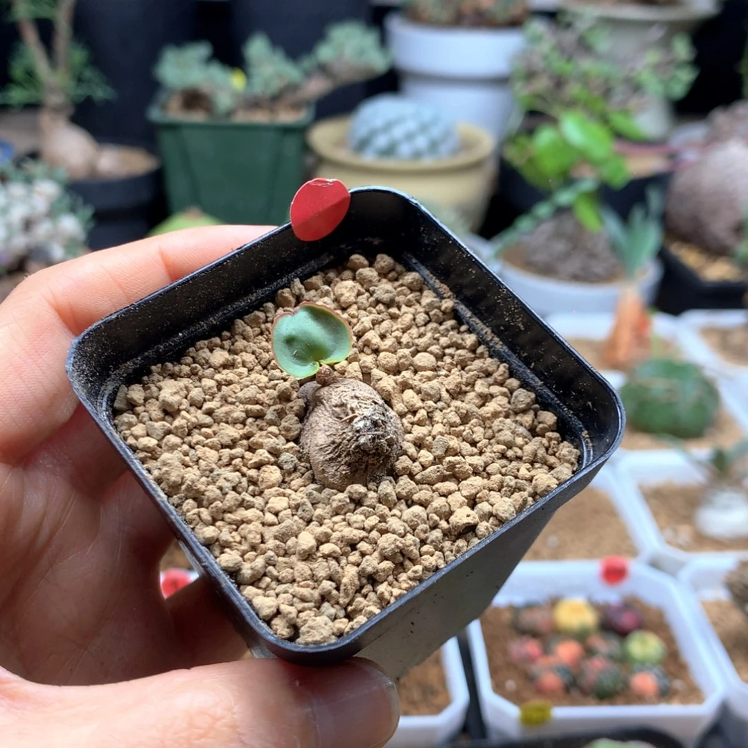 红爱心雾冰玉带盆