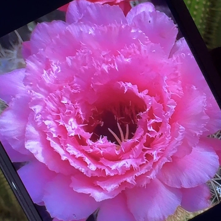 妃子笑侧芽5公分毛花柱仙人球（20包邮