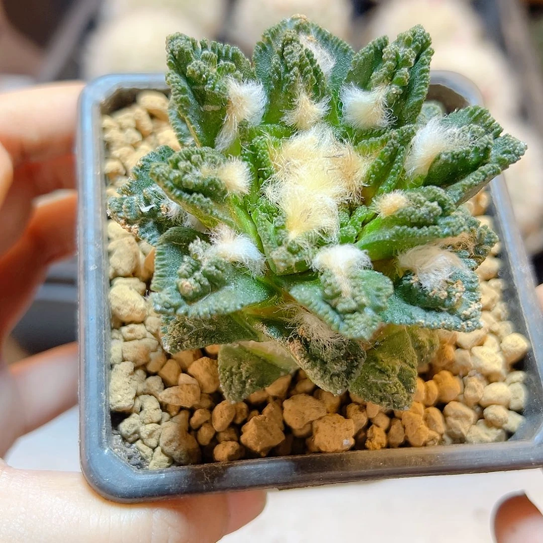 晚5号自根博士牡丹6.5公分