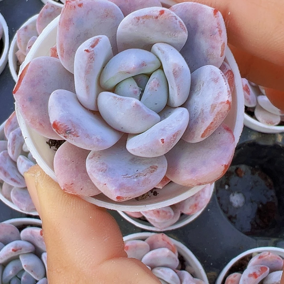 5厘米盆雪茶19包邮多肉