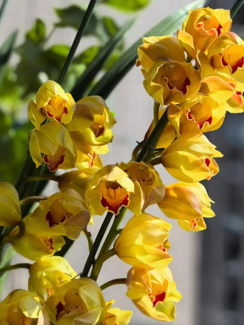 【年宵花 金光】大花惠兰室内外高端观赏年宵花卉盆栽带花带花苞