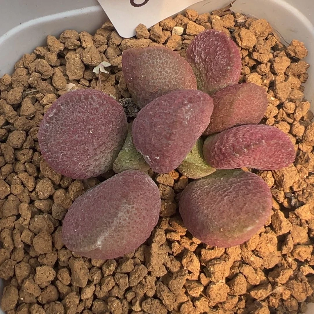 854夏娃一颗群生胖嘟嘟