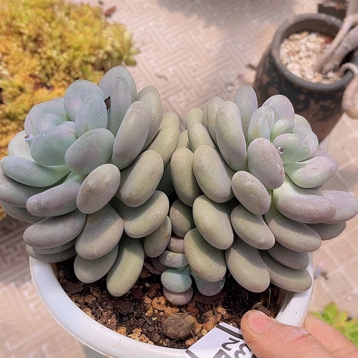 月美人2532多肉植物