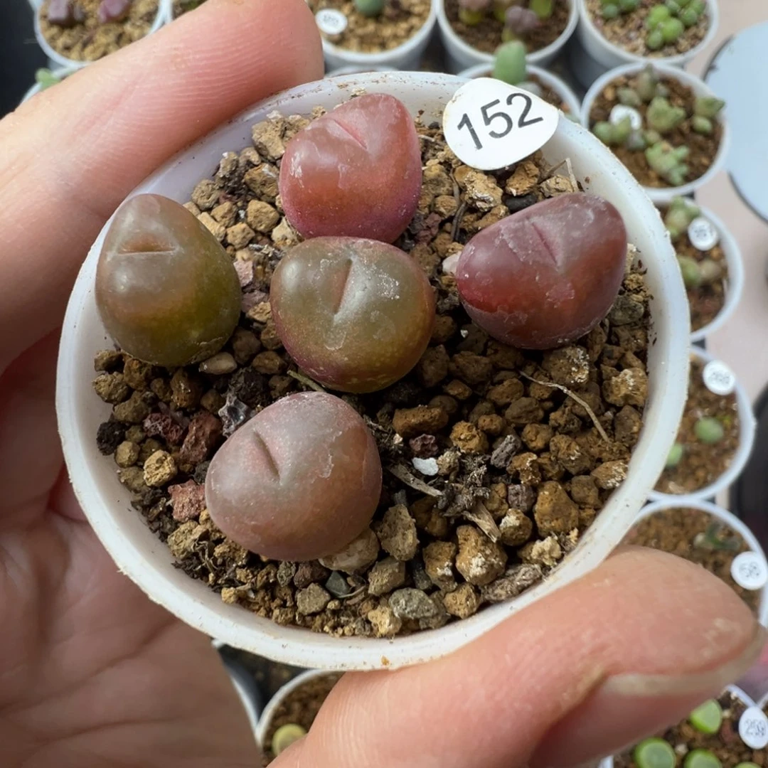 吕红一颗脱土1520000