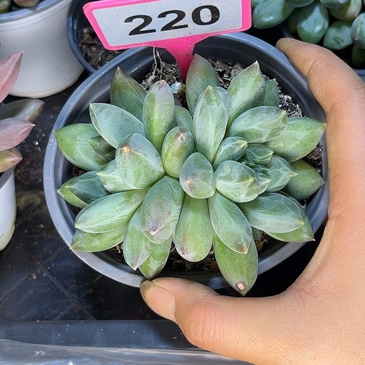 多肉植物彩体重楼220