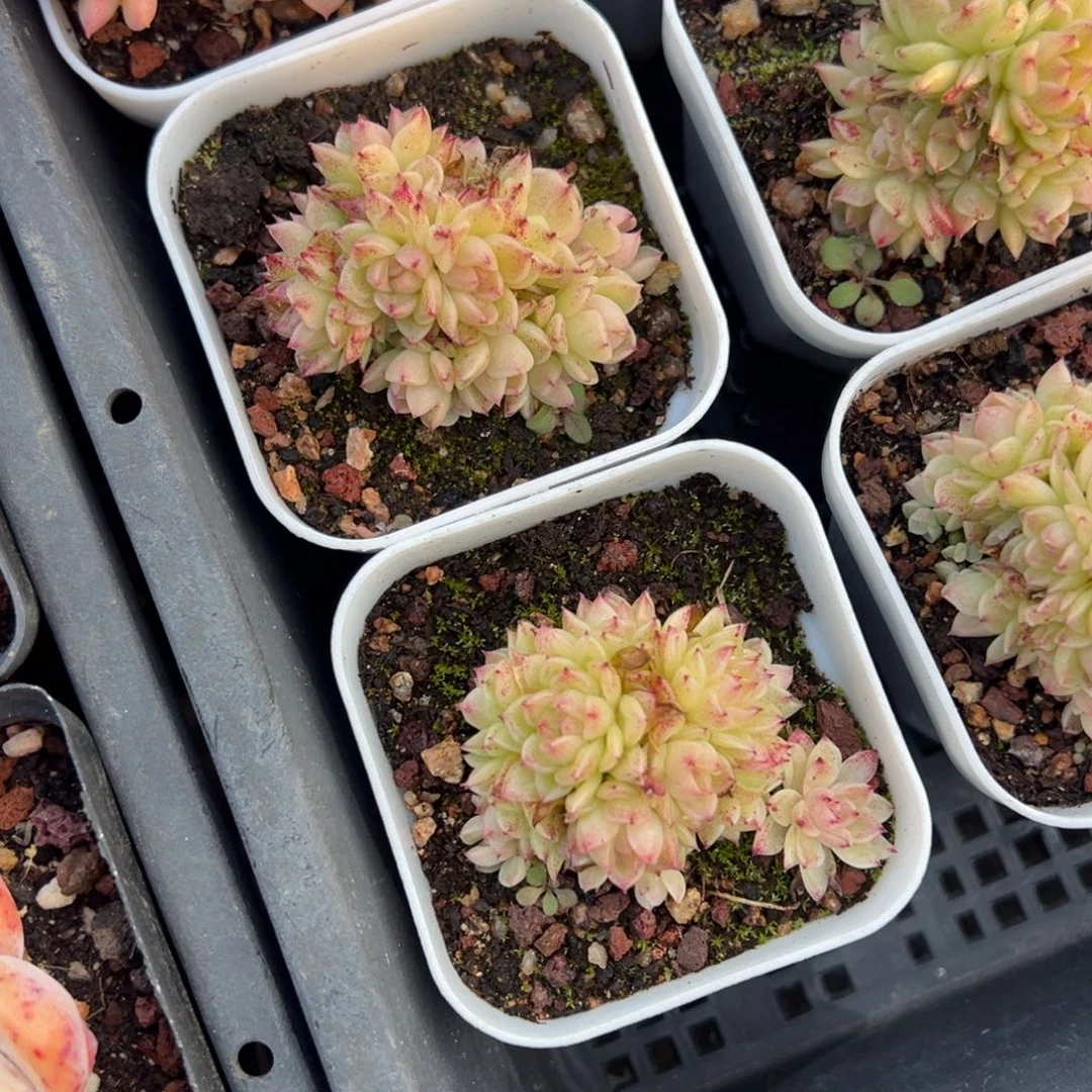 小脸麦秆群到手1颗量拍多肉满20元包邮明天发货