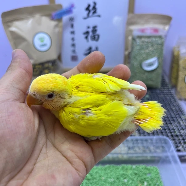 牡丹鹦鹉-精品金头黄化闪公G05958