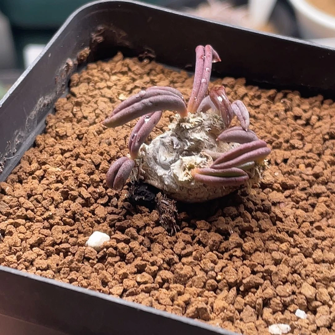 实生块根雀舌麒麟