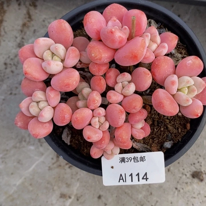 樱花洛神11cm114多肉植物