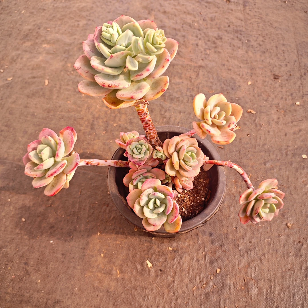 白月光180# 雪山多肉 新手必备好看好养一单包邮