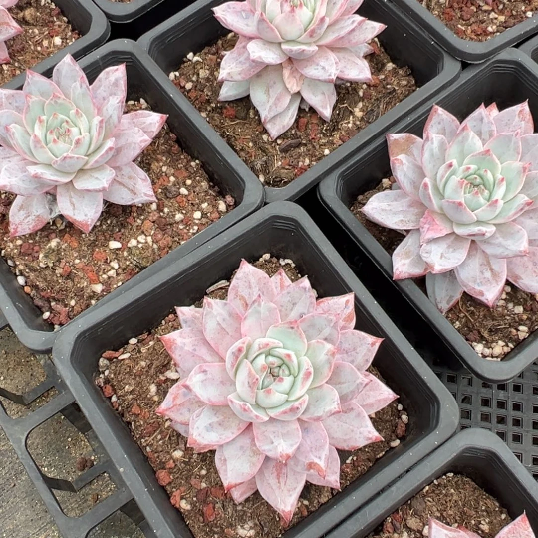 粉蓝鸟单头9cm叶片微瑕疵到手1颗量拍多肉满18元包邮下午发货