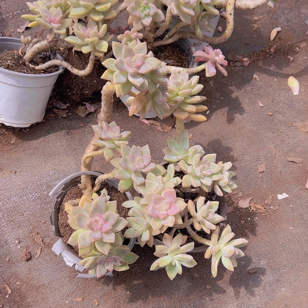 幽灵公主多头精控二盆