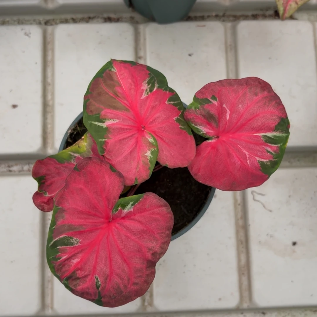 月亮人泰国彩叶芋89-1219