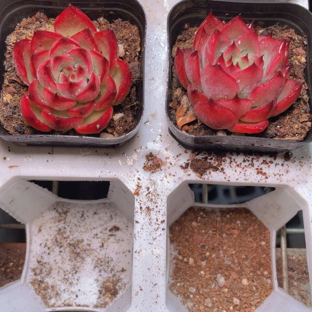 篝火孤品多肉9.9包邮发货