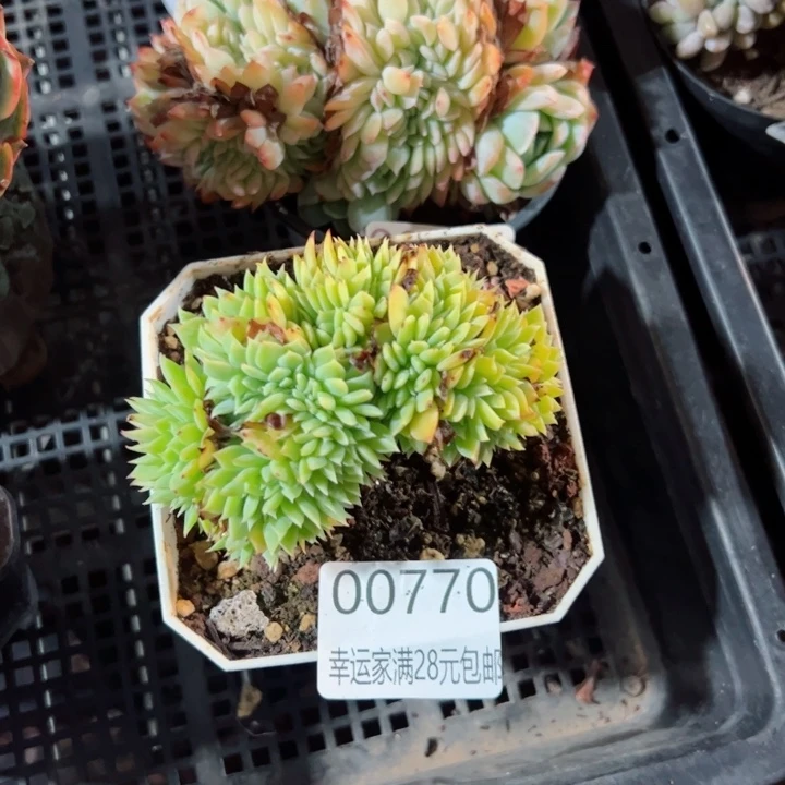 幸运的是我的朋友们