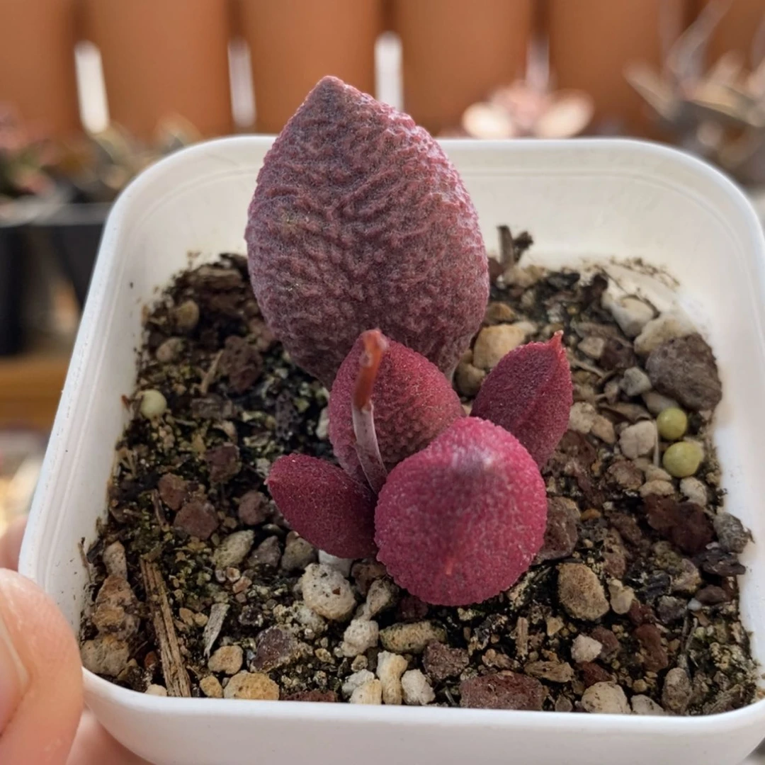 【闪购商品】无花朵腹部