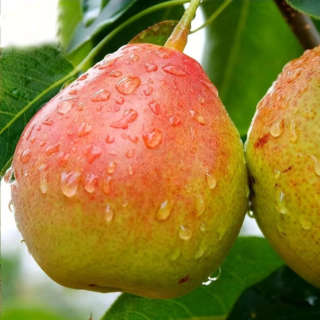 【乔小文】现摘新鲜巍山红雪梨当季水果脆甜多汁