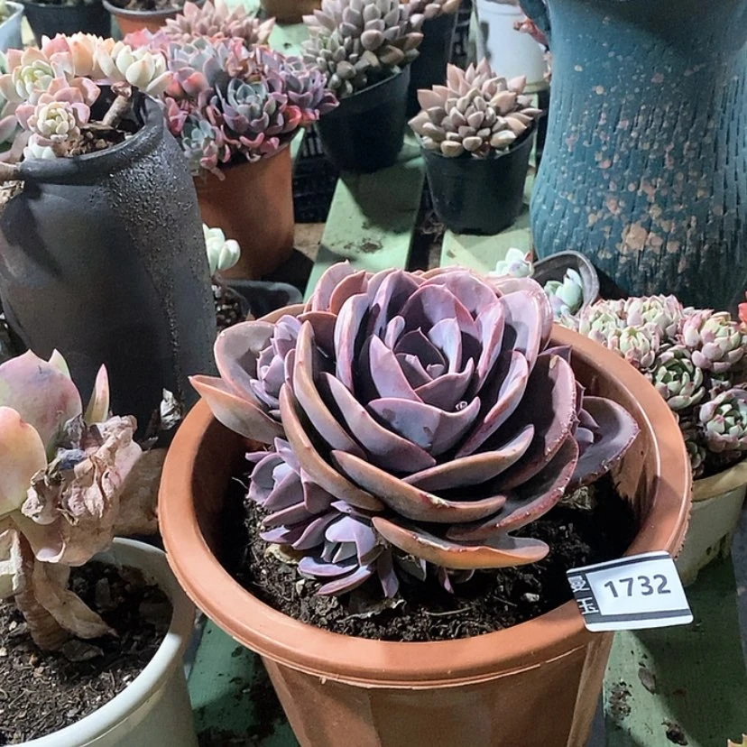 【闪购商品】尘埃玫瑰1732