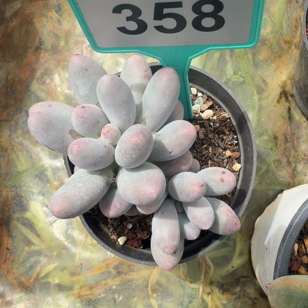 汤圆多肉植物358.