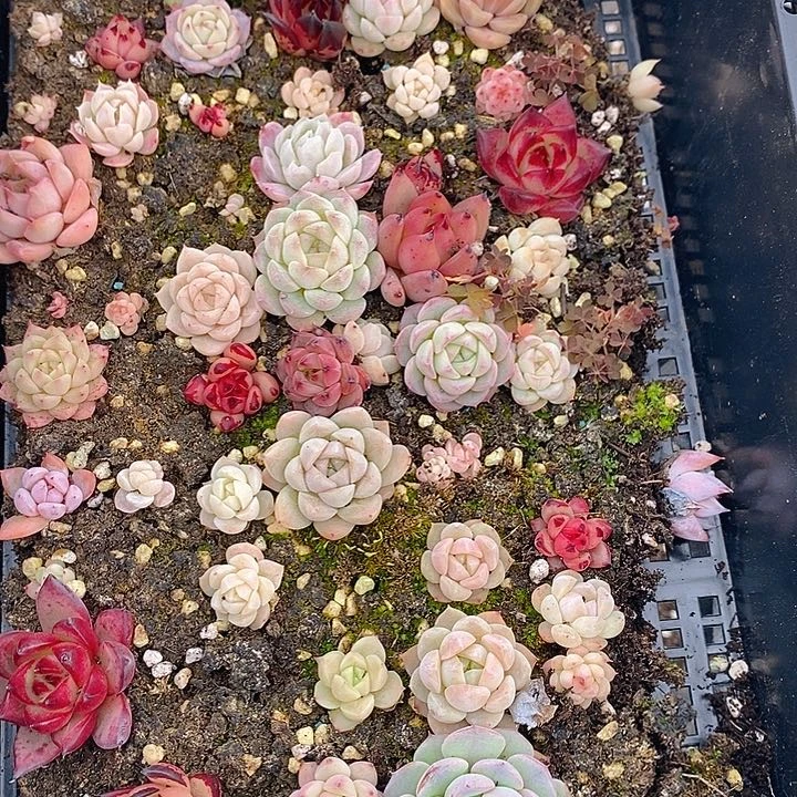 55 多肉植物盆栽花卉植物