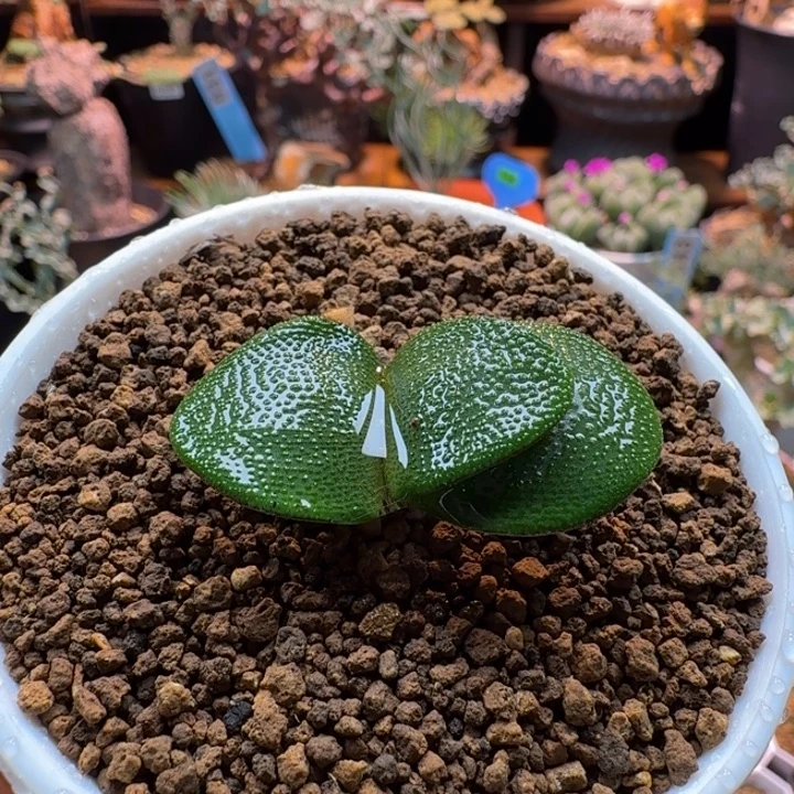 钢矬灯台百合933 仙人球