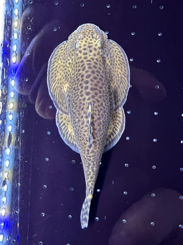 贵州爬岩鳅贵爬小提琴吸鳅琵琶鱼冷水观赏鱼淡水工具清理鱼除藻