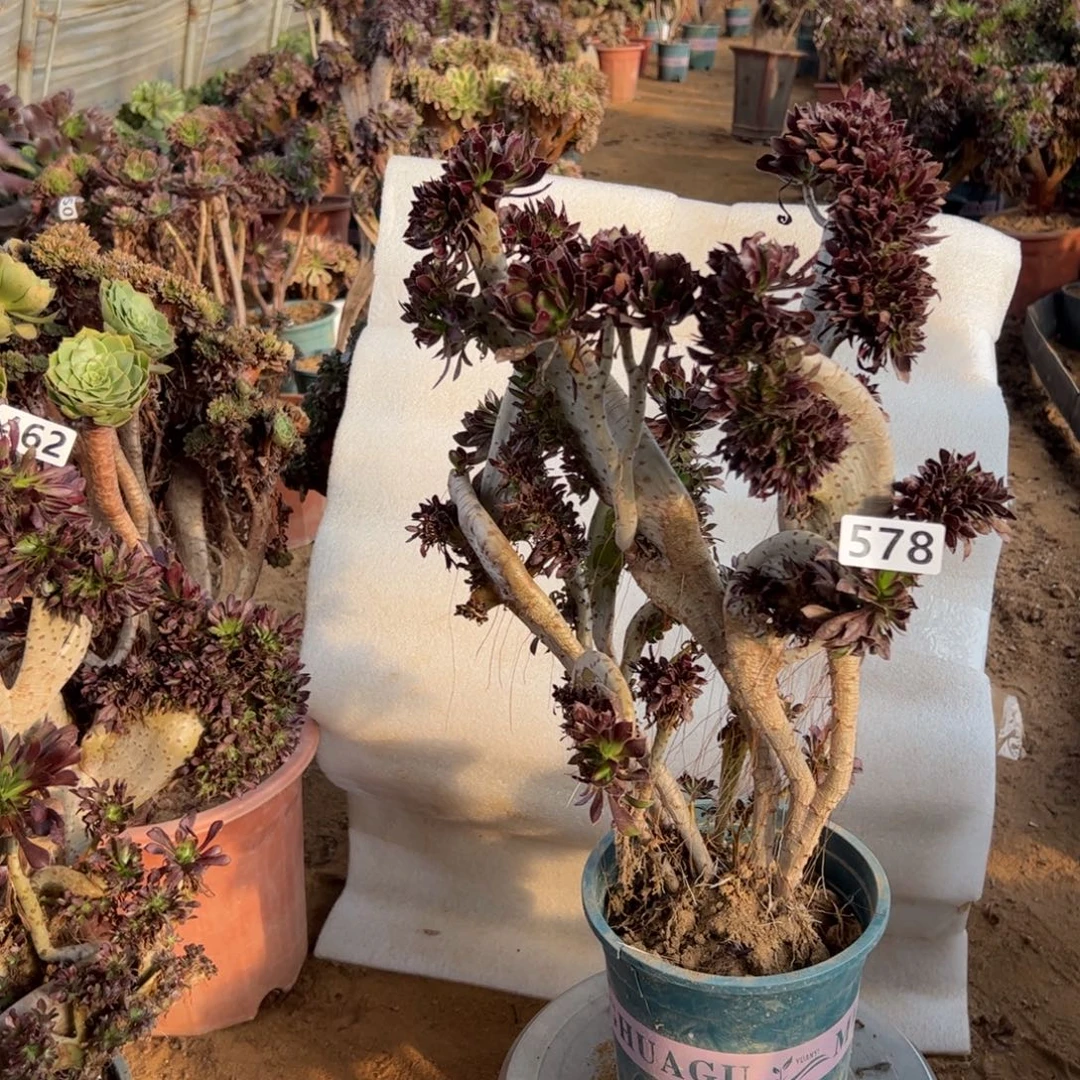 有伤黑缀578高度40厘米