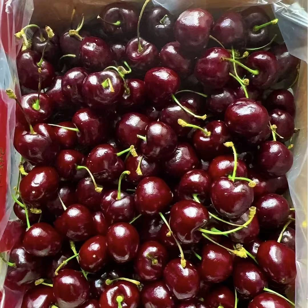 海运智利桑提娜J车厘子5斤（北安）桑提娜智利