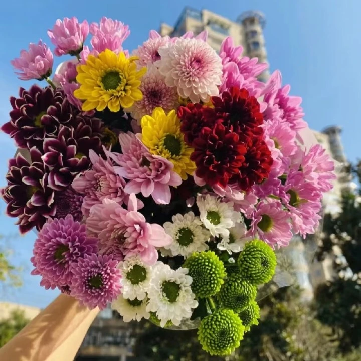 「混色小雏菊」东北发货顺丰包邮