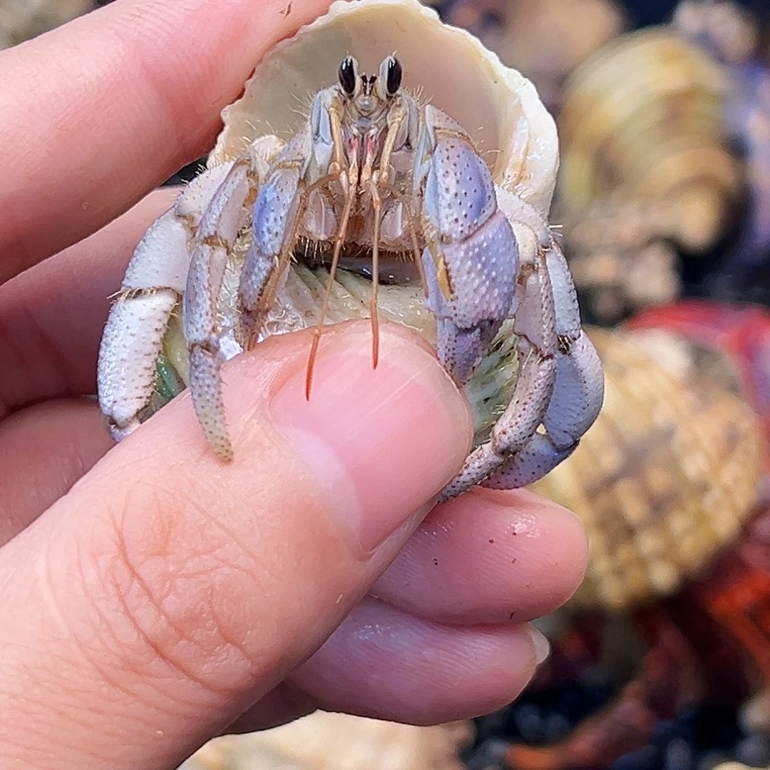 2口蓝里拉快来竞拍吧