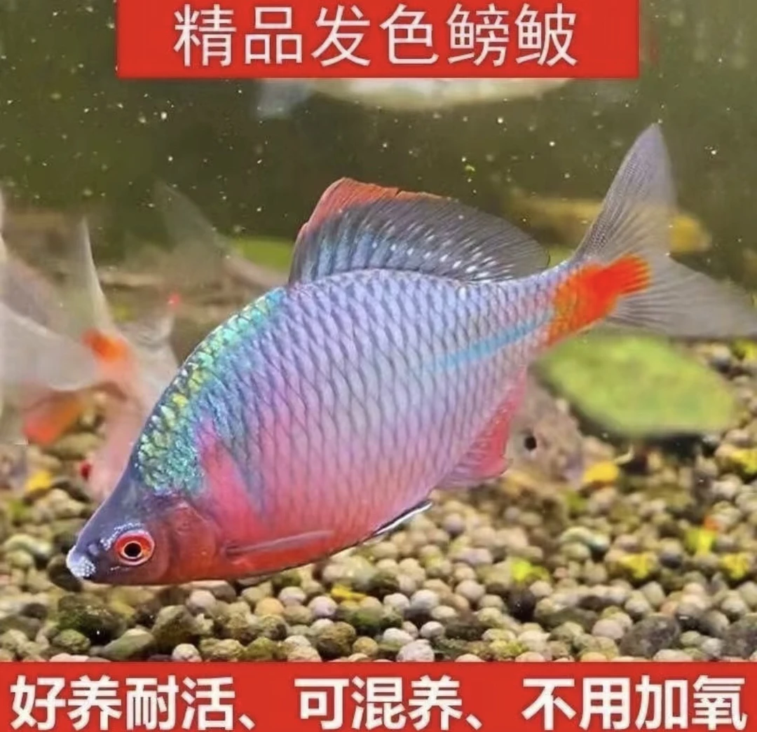 高体发色鳑鲏好养