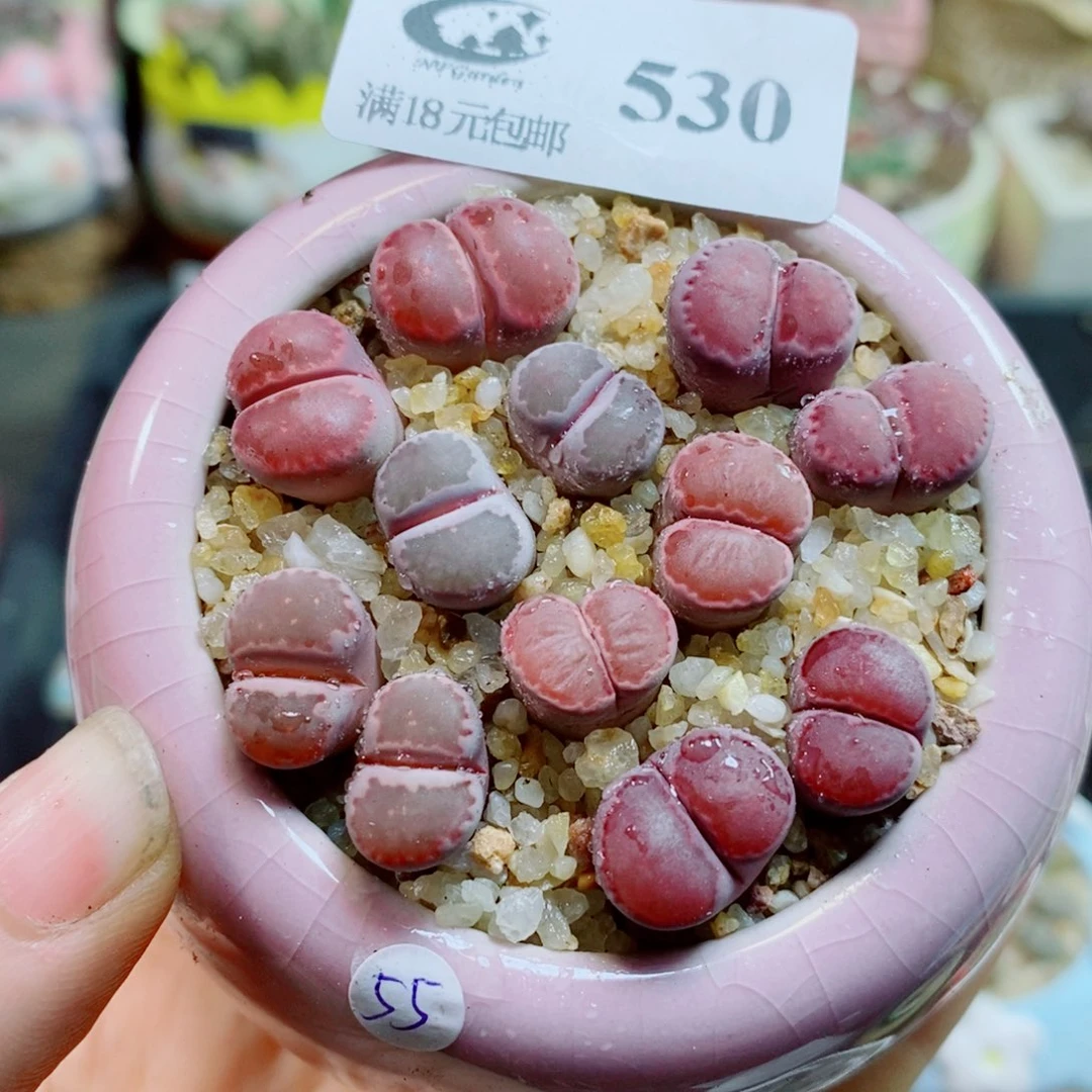 生石花花花花花花花530