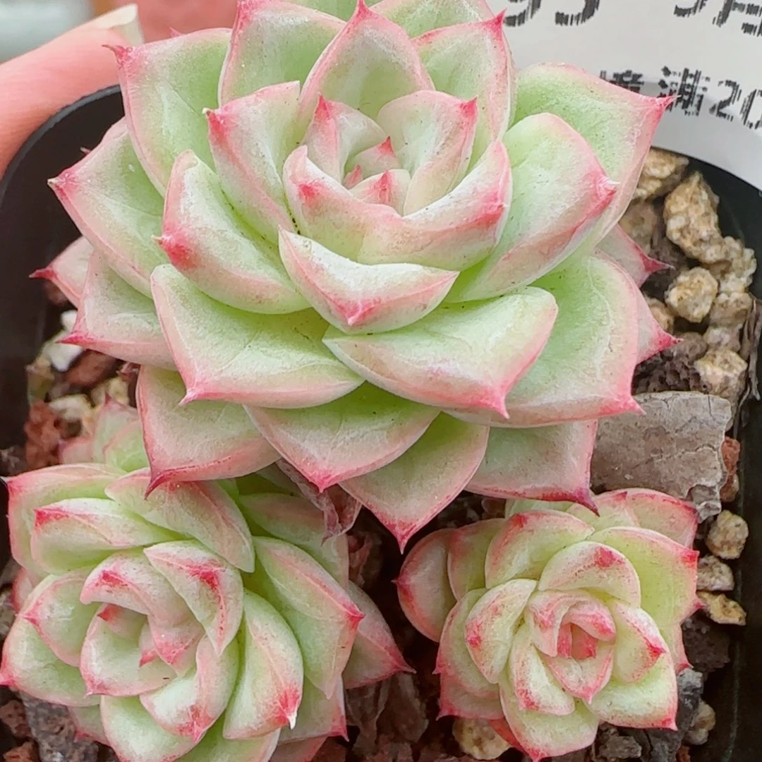 花语逸镜0925-195散