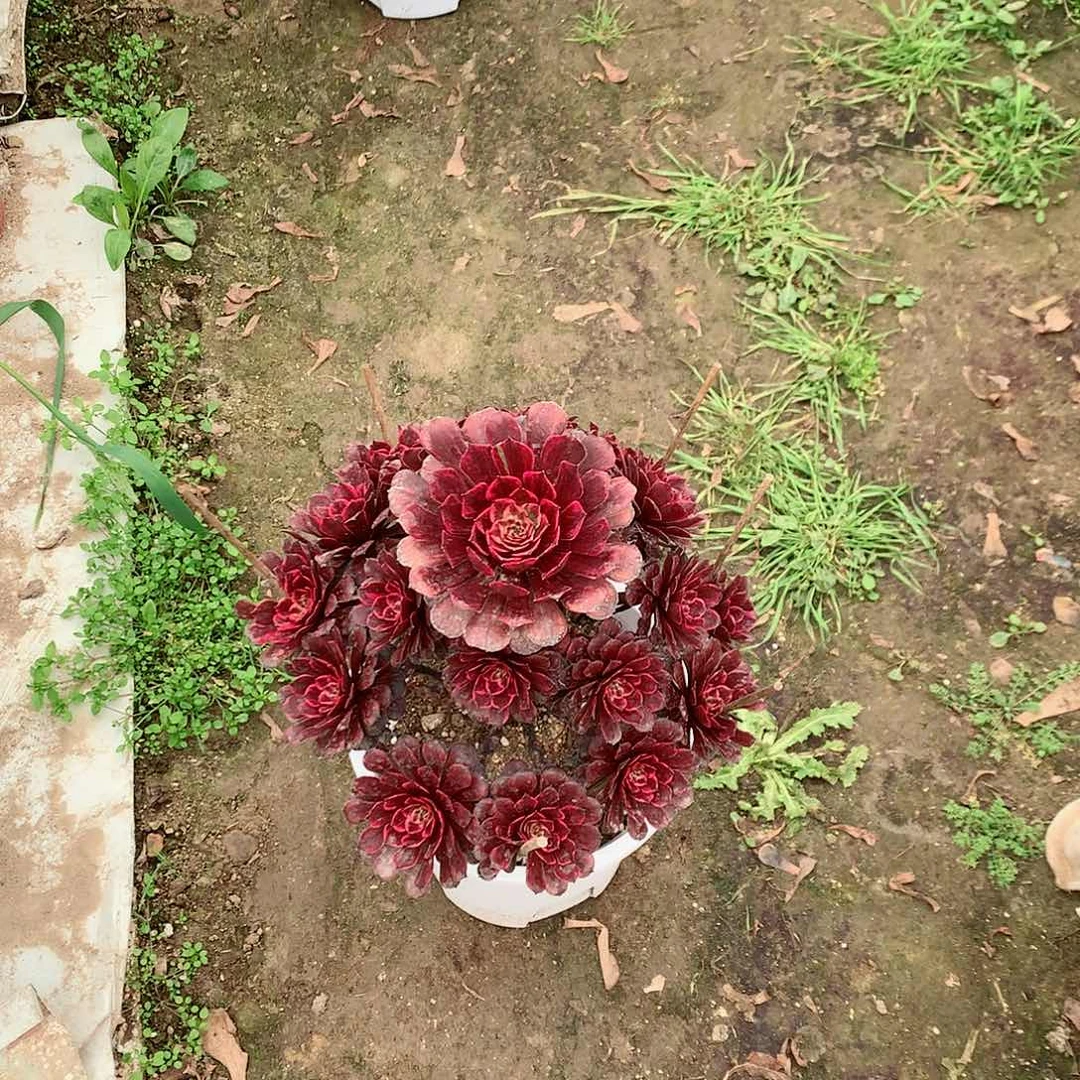 【闪购商品】&****&油墨画，多肉