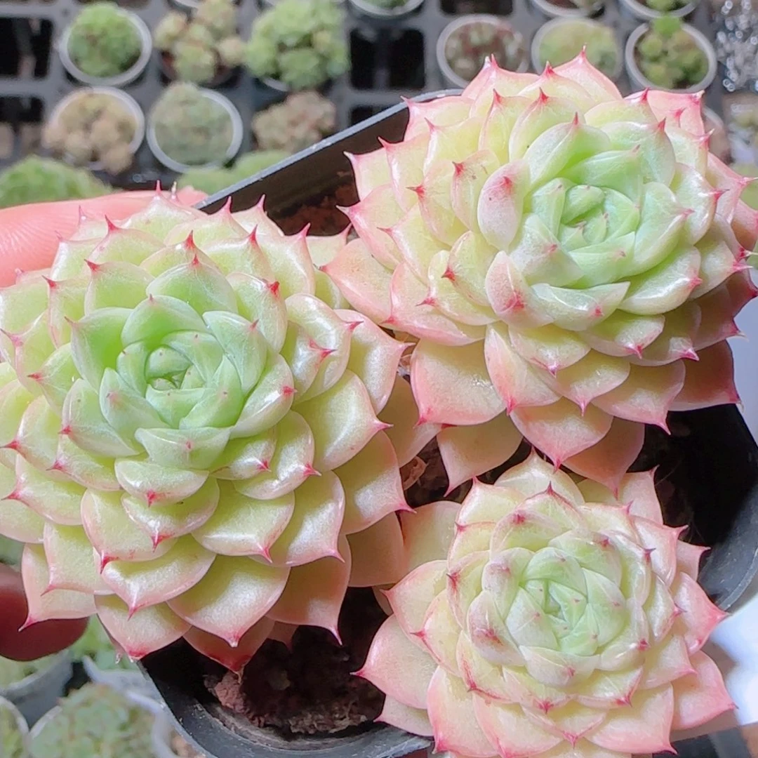 花语逸镜1103-355散