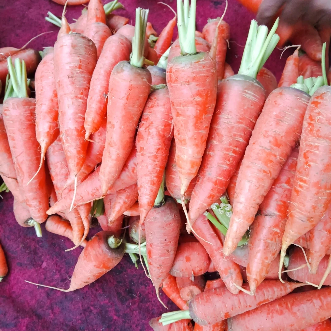 小雅山货推荐【胡萝卜】特产推荐