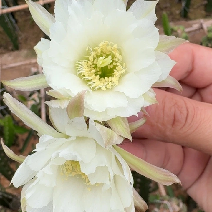220丽花64歪3公分左右无根侧牙，20包邮