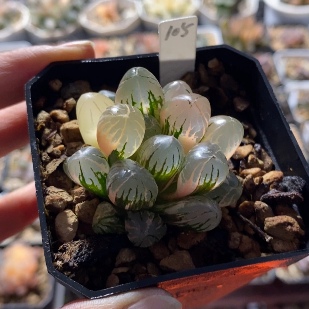 105红太阳玉露锦一物一图