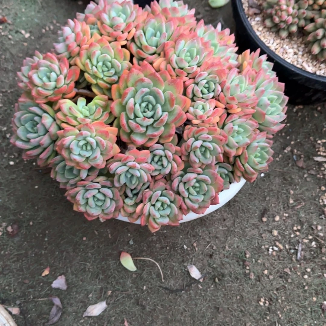 多肉植物多肉植物