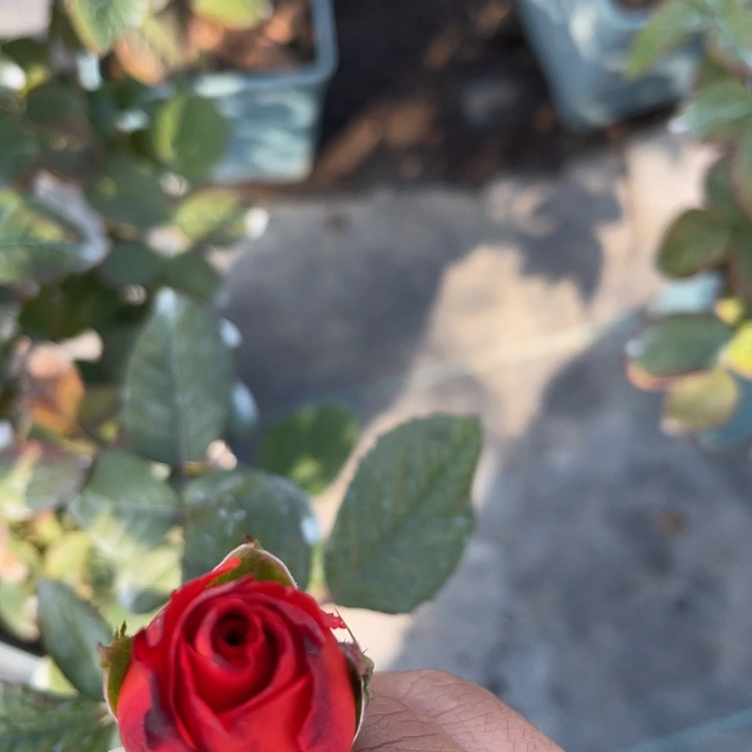 无花朵———落霞 福利款