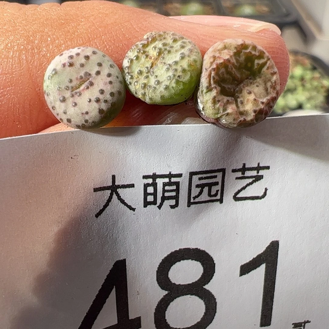 一物一拍匈牙利种源1452764火龙果安贞 无售后 481